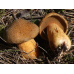 Мицелий Моховика желто-бурого / Масленок пестрый (Suillus variegatus)